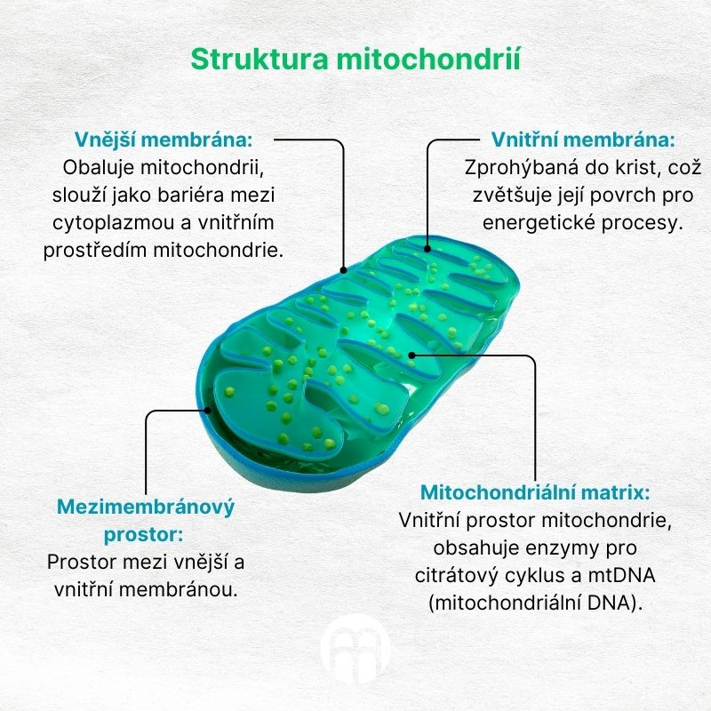 Struktura mitochondrií (1)